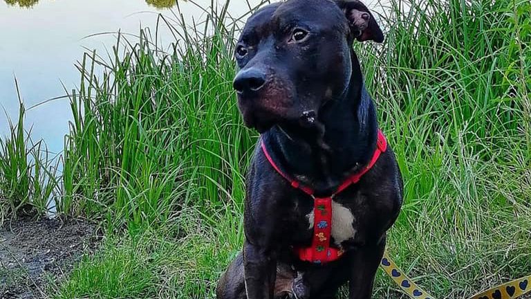 pies Diego amstaff