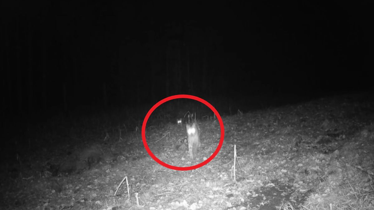 Ryś podbiegł do fotopułapki