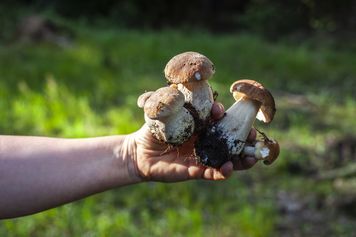 Znasz się na grzybach? Ten quiz to zweryfikuje
