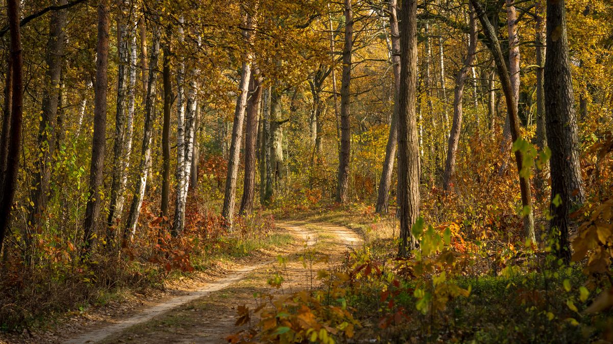 Apel Lasów Państwowych ws. dyń