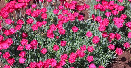 Posadź zamiast pelargonii na balkonie. Roślina nie do zdarcia