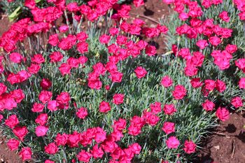 Posadź zamiast pelargonii na balkonie. Roślina nie do zdarcia