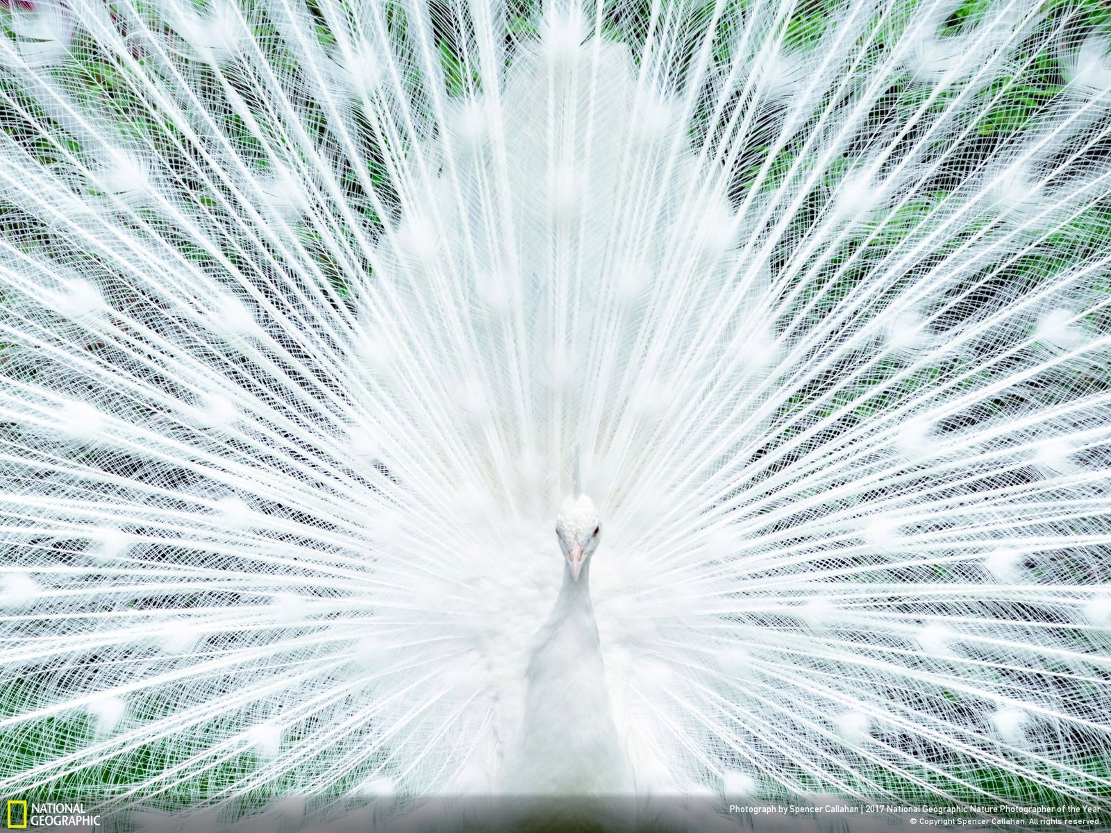 Poznaj najnowsze zgłoszone zdjęcia w konkursie Nat Geo Nature Photographer of the Year 2017 4