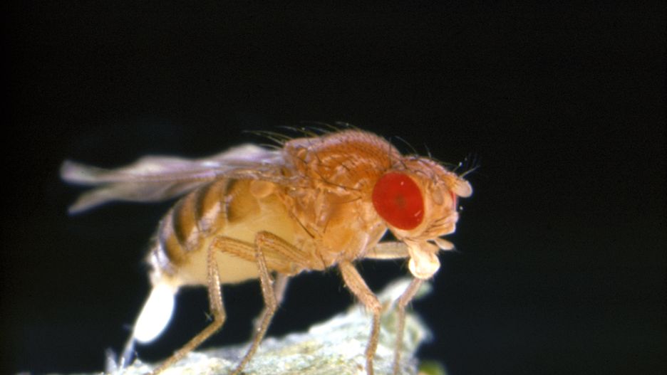 fruit fly drosophila melanogaster laying eggs
Oxford Scientific
age, amount, animal, behaviour, close up, drosophila melanogaster, egg, female, fly, fruit fly, fruitfly, gender, insect, laying, misc, single, fruit fly drosophila melanogaster laying eggs, osf, idi320osf001 01