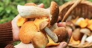 Kupujesz te grzyby? Eksperci ostrzegają przed ryzykiem