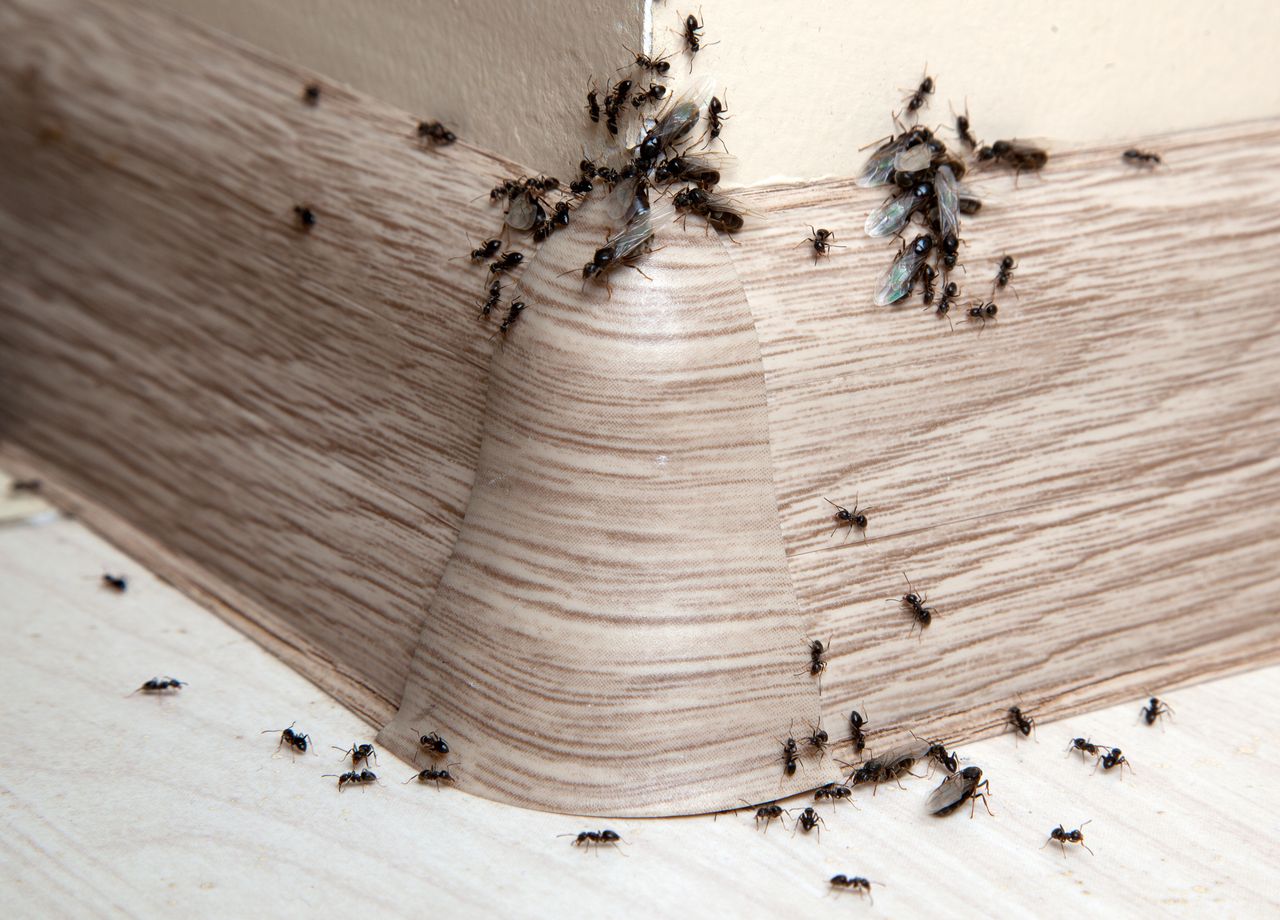 How to get rid of ants from the house?