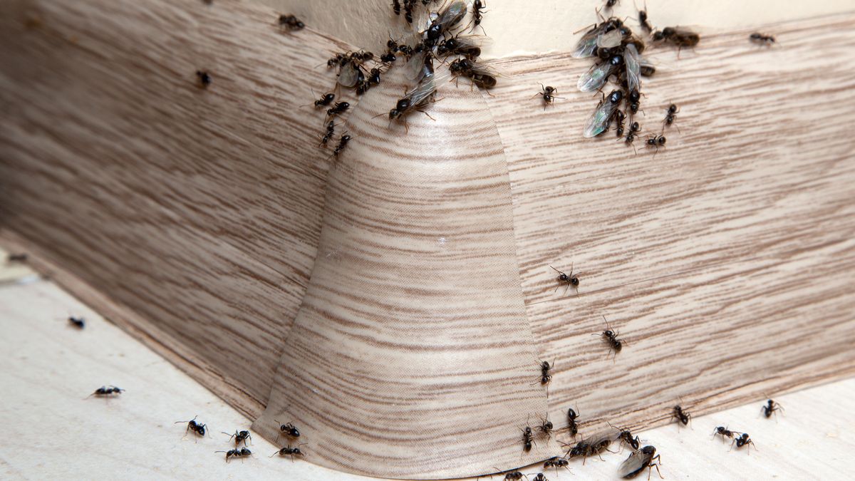 Jak pozbyć się mrówek z domu?