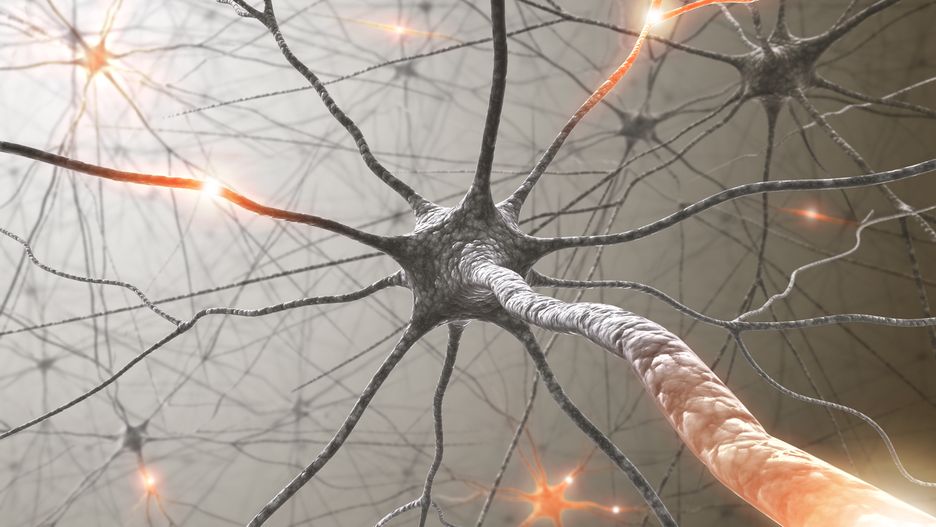 Neurony i układ nerwowy w mózgu. Fot. KTS Design, Adobe Stock