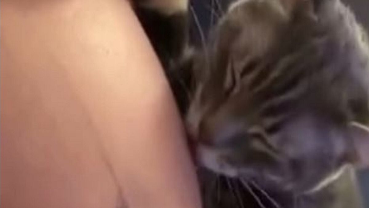 Kot głaszcze brzuch swojej właścicielki.