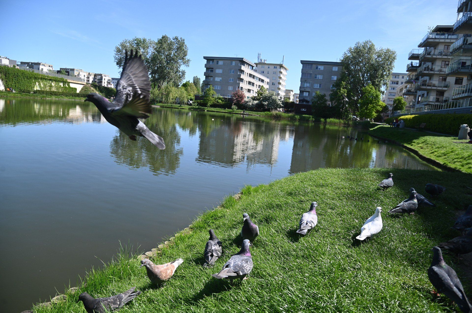 Staw Jeziorzec w Warszawie