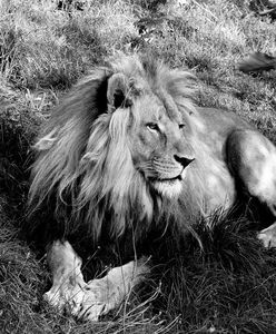 Chorzów. Śląskie zoo w żałobie. Nie żyje ikona ogrodu