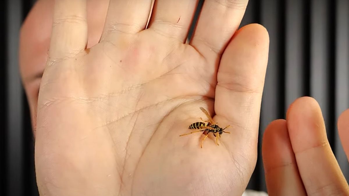 Tak wygląda klecanka pospolita. Jej użądlenie jest bolesne