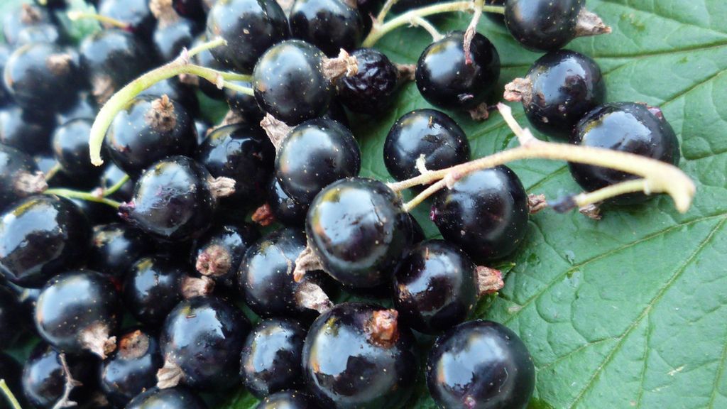 Przeciwutleniacze występują m.in. w czarnej porzeczce