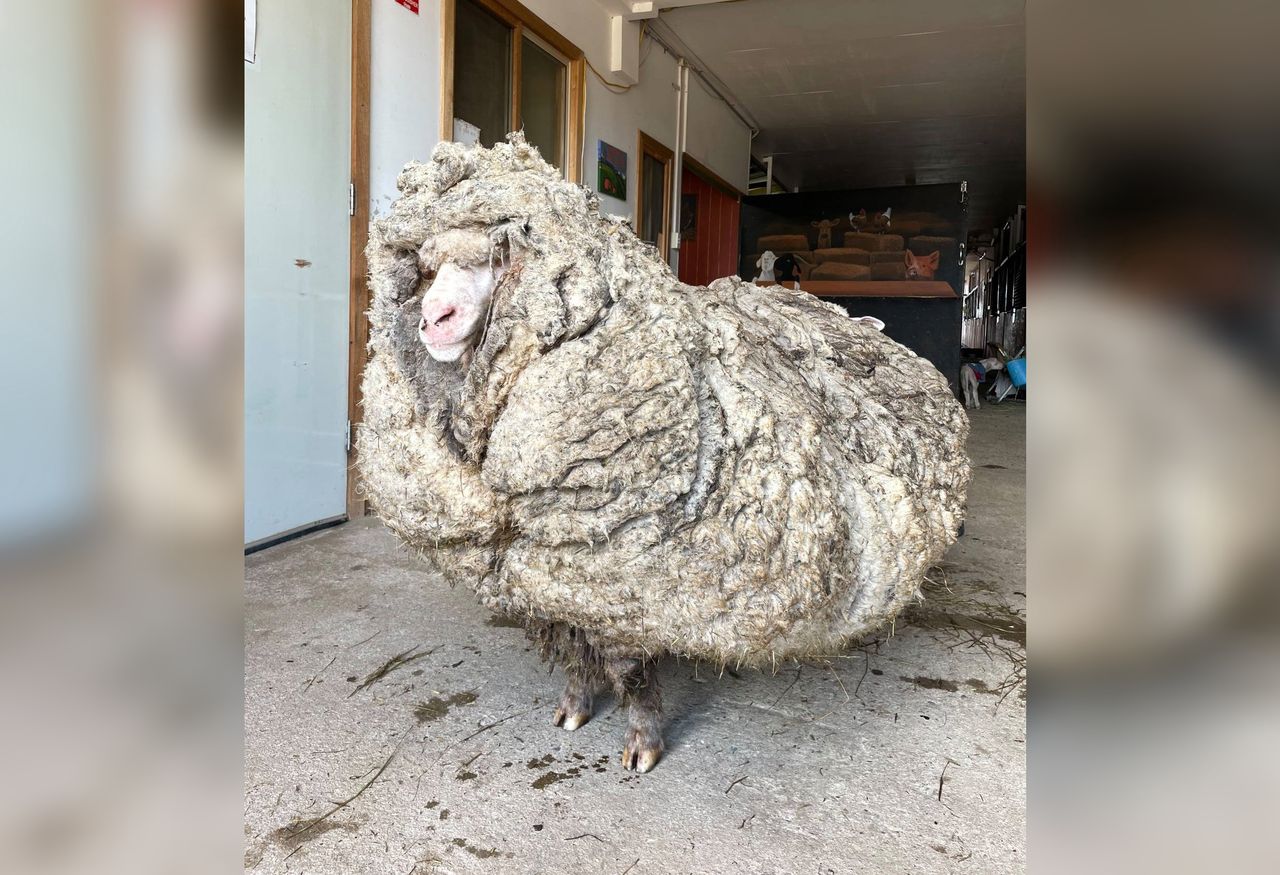 Australia. Owca z nietypową "nadwagą". Miała na sobie 35 kg zbędnej sierści