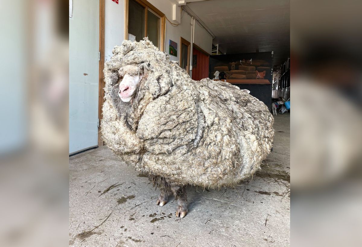 Owca Baarack znaleziona w lesie w Australii