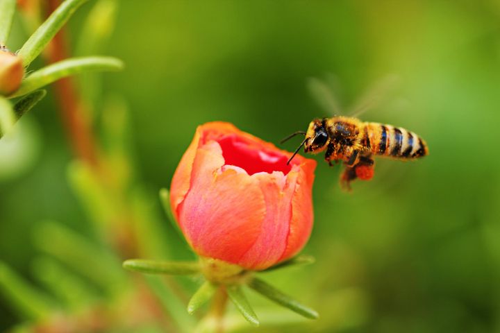 Pszczoła zbierająca nektar z kwiatu.