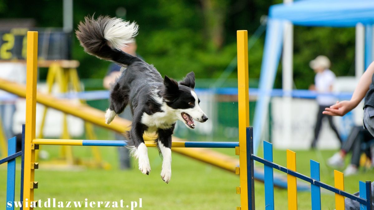 agility sport dla psów