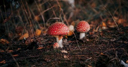 Muchomor suszony. Ostrzeżenie. Jest opinia lekarzy i ekspertów. Czy suszony muchomor jest jadalny?