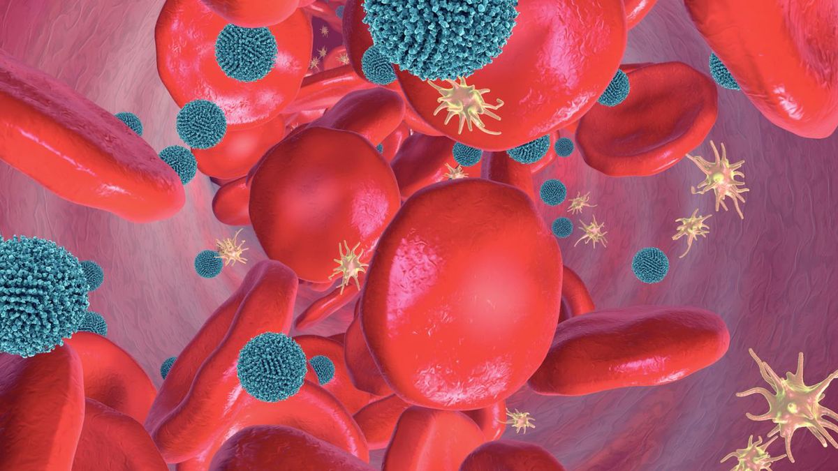 Układ krążenia człowieka składa się serca oraz naczyń krwionośnych: tętnic, żył i łączących je sieci naczyń włosowatych