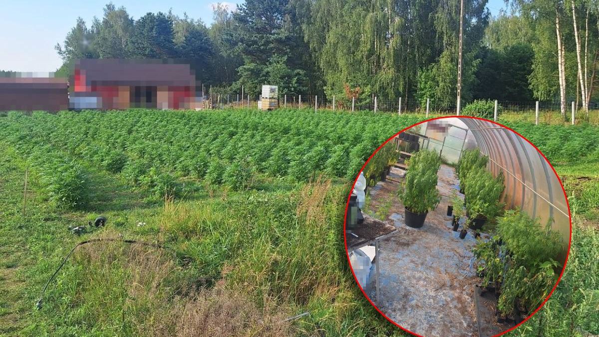Plantacja konopi indyjskich w Rykach