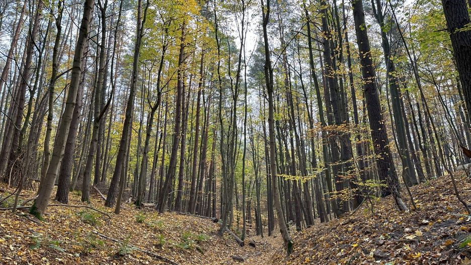 Trójmiejski Park Krajobrazowy