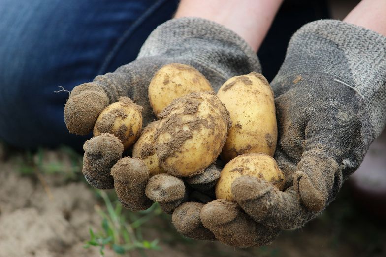 Naukowcy pracują nad nową odmianą ziemniaka. To może być rewolucja