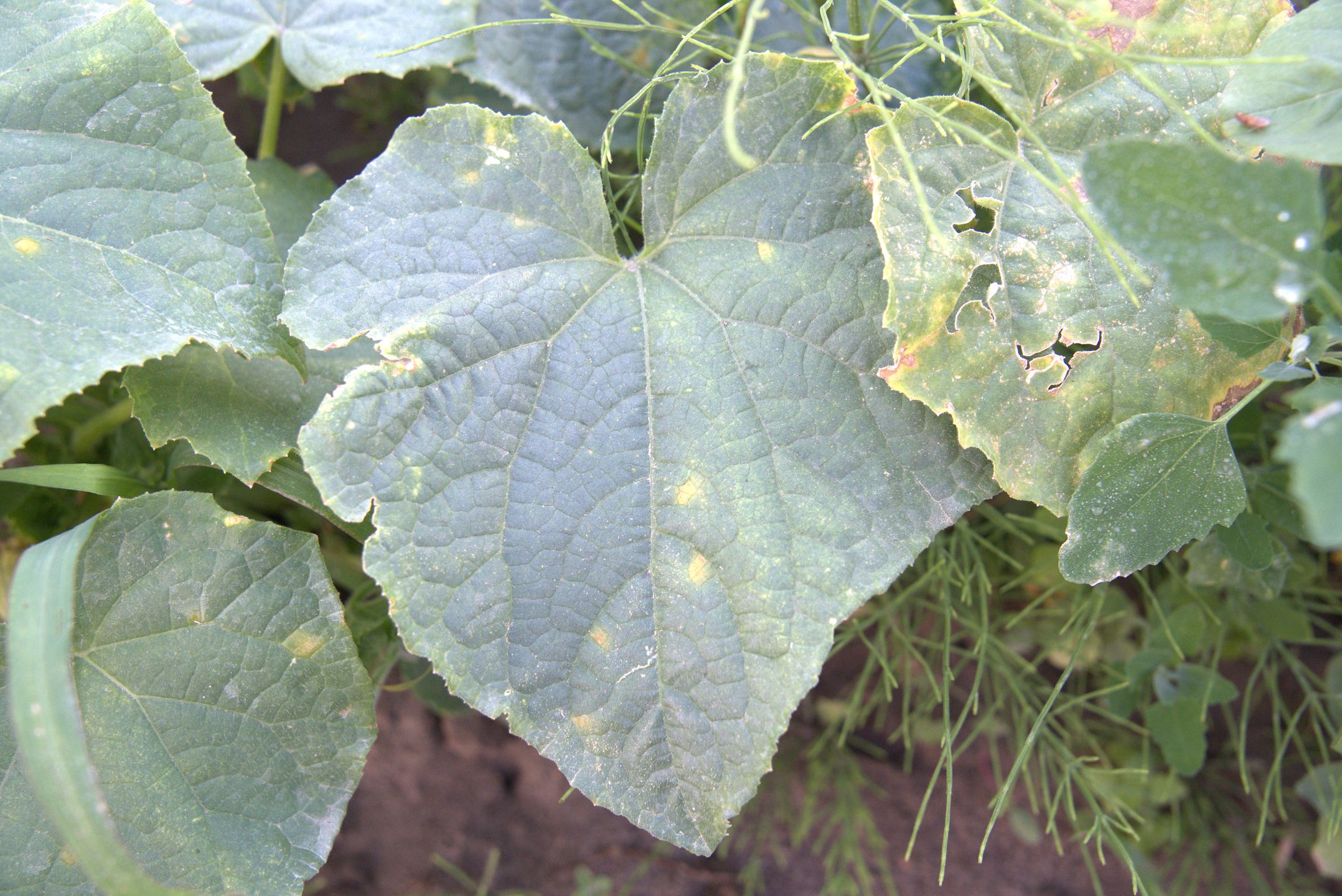 Mączniak rzekomy ogórka w różnych fazach rozwoju