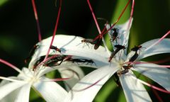 Inwazja muchy marcowej w Seulu. Mieszkańcy i turyści bezradni wobec owadów