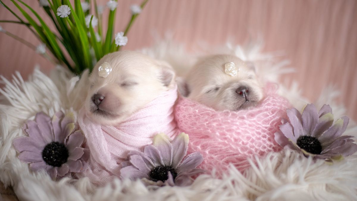 Przeurocza sesja ”noworodkowa” szczeniaków. Wyglądają jak pluszaki! 1