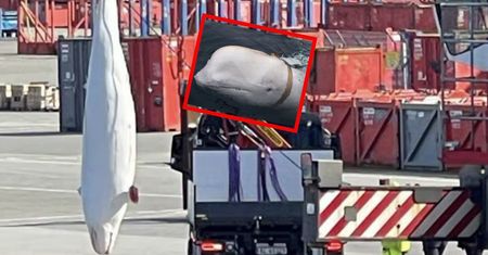 Nie żyje "rosyjski szpieg". Znaleziono martwego wieloryba Hvaldimira