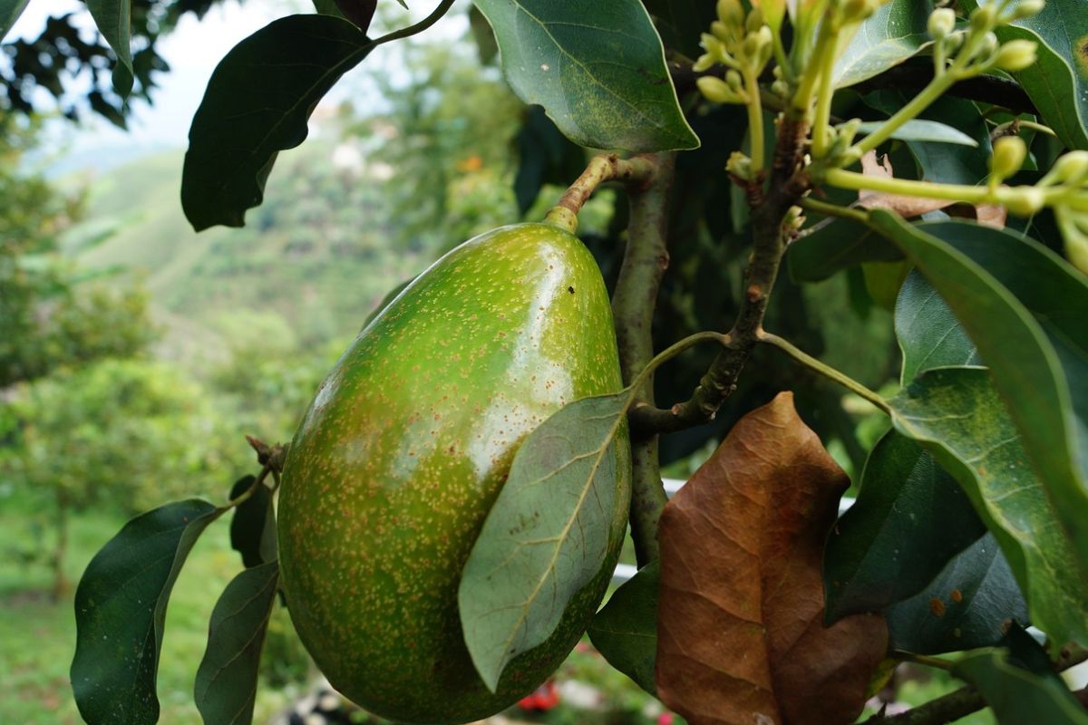 The production of avocados is resource-intensive.