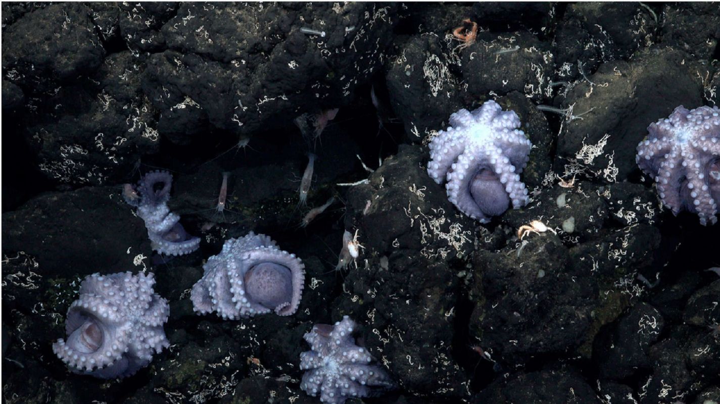 Odkrycie 2800 m pod powierzchnią morza. Naukowcy znaleźli wylęgarnię
