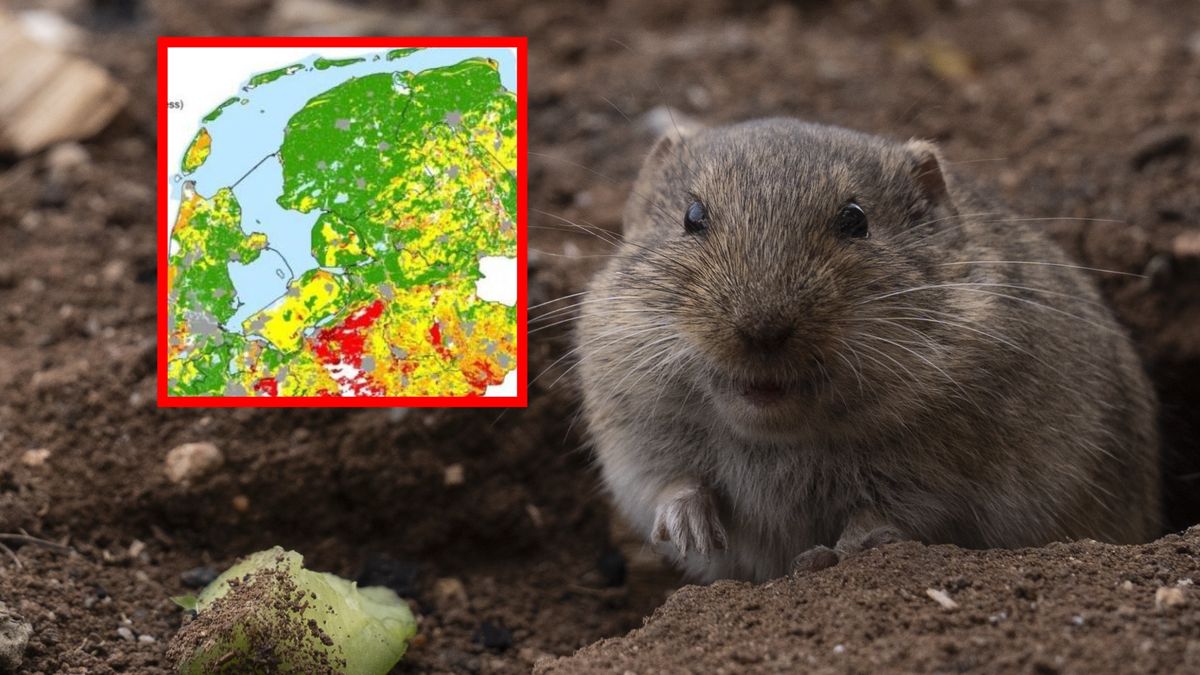 Satelity wykryły ogromne zniszczenia w Holandii. Winne małe gryzonie