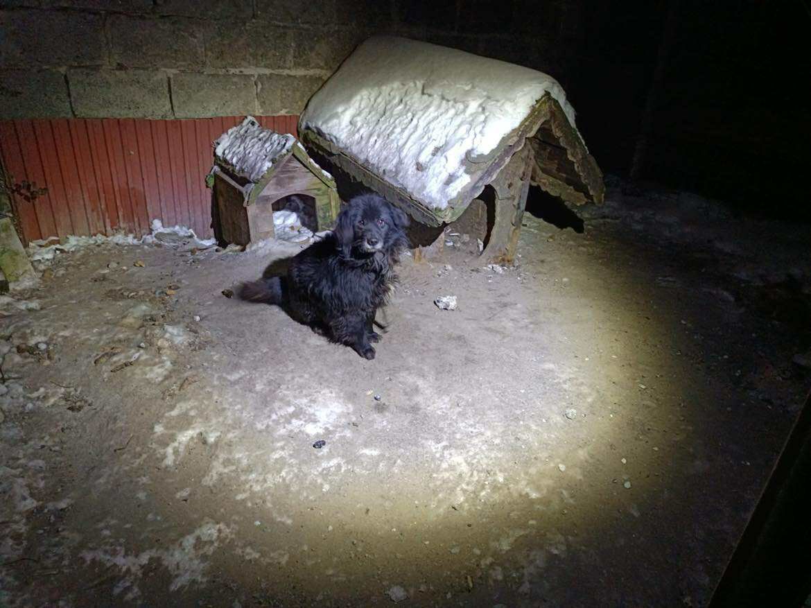 Strażnicy miejscy odebrali zaniedbanego psa. Interwencja na osiedlu Radziwie