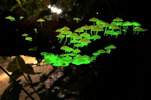 10 zadziwiających organizmów bioluminescencyjnych
