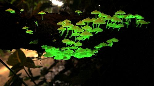 10 zadziwiających organizmów bioluminescencyjnych 1