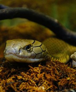 Nowy gatunek jadowitego węża odkryli naukowcy z Australii