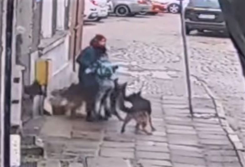 Gdańsk. Cztery psy rzuciły się na kobietę z dziećmi