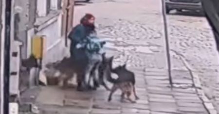 Gdańsk. Cztery psy rzuciły się na kobietę z dziećmi