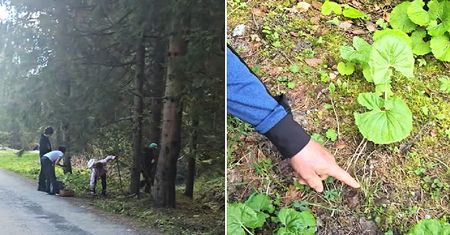 Za "polskie trufle" nawet tysiąc zł. Na Słowacji już rzucili się do zbierania tych grzybów