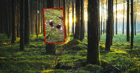 Zobaczyła "babie uszy". Od razu chwyciła za telefon