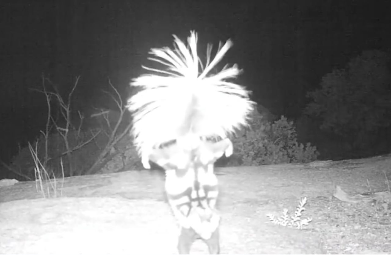 Przezabawny filmik z kamery terenowej pokazuje skunksika stojącego na przednich łapach