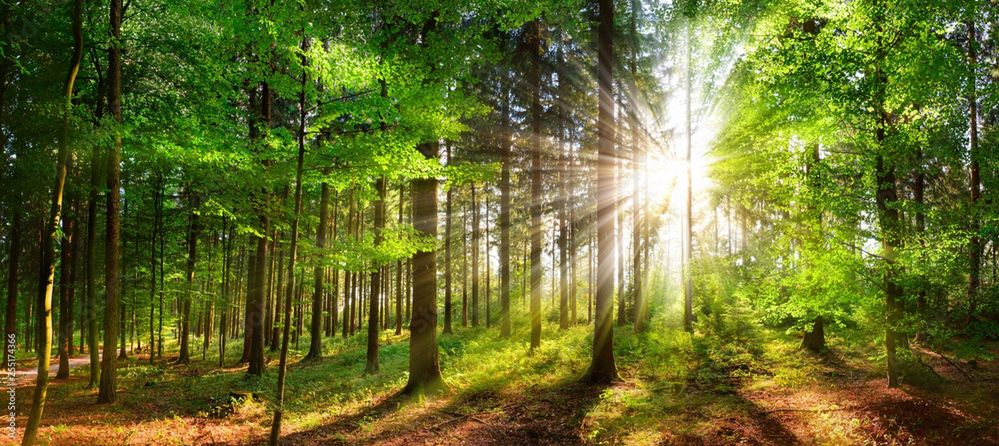 W Magurskim Parku Narodowym podsłuchują las. Specjalne urządzenia rejestrują śpiew ptaków, a ornitolog określa gatunki lęgowe w parku
