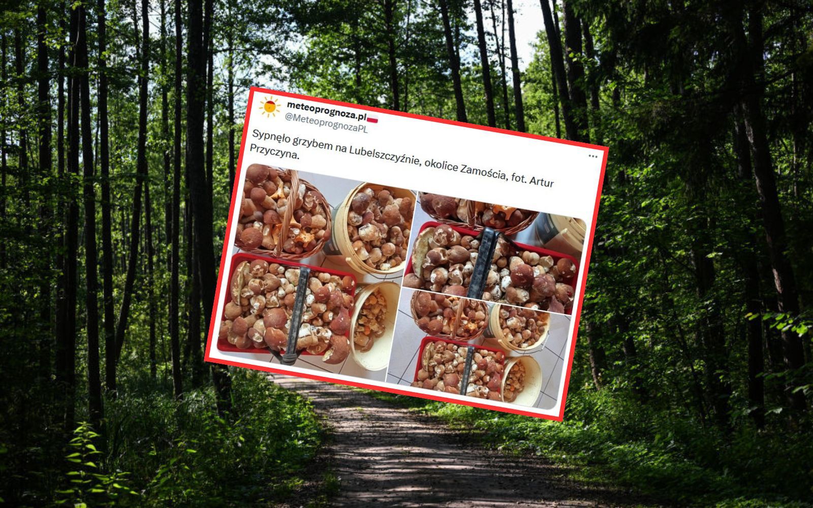 Grzyby na Lubelszczyźnie. Ludzie chwalą się zbiorami