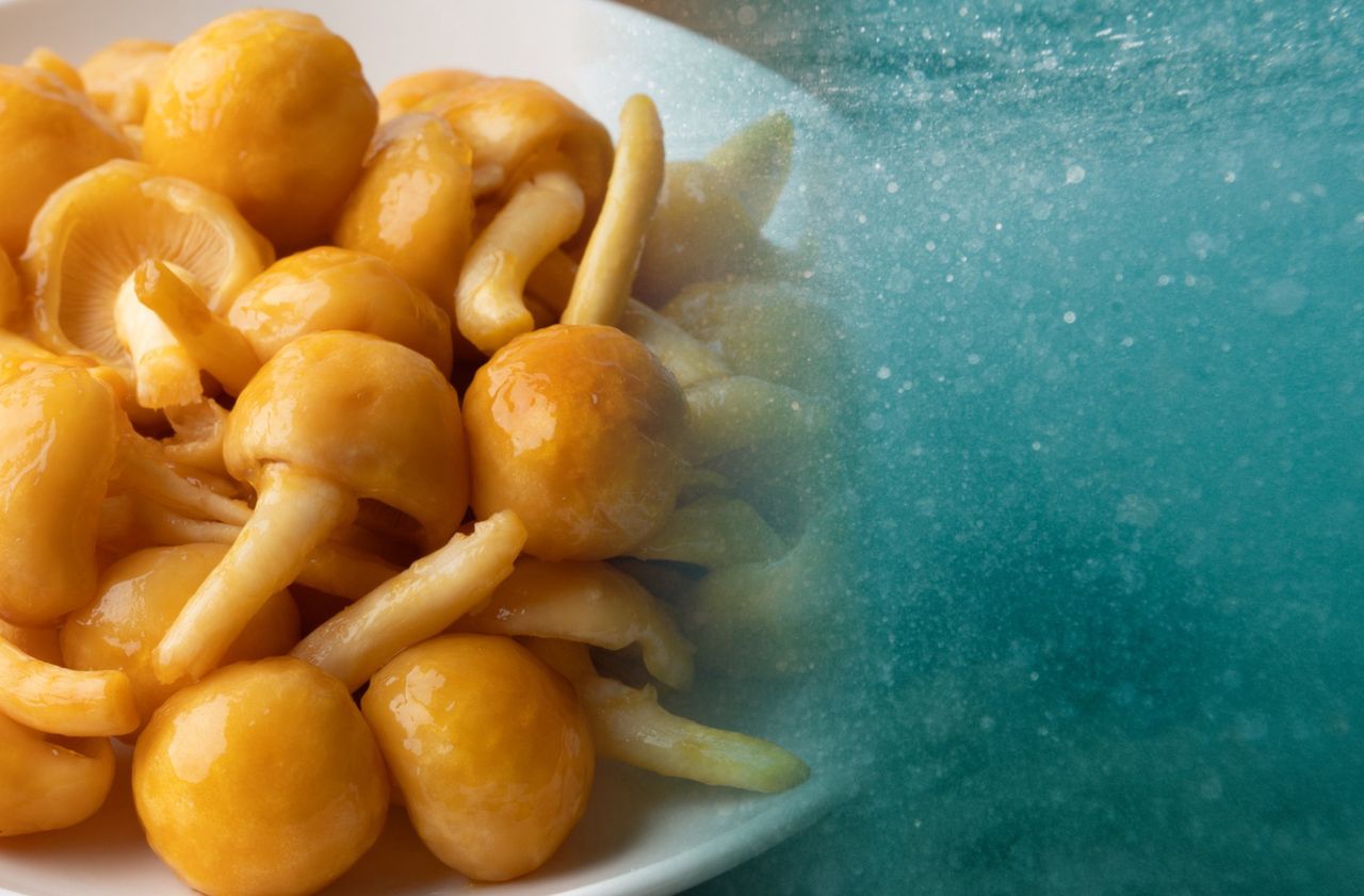 Śluz grzyba kontra mikroplastik w wodzie. Wystarczy kilka minut