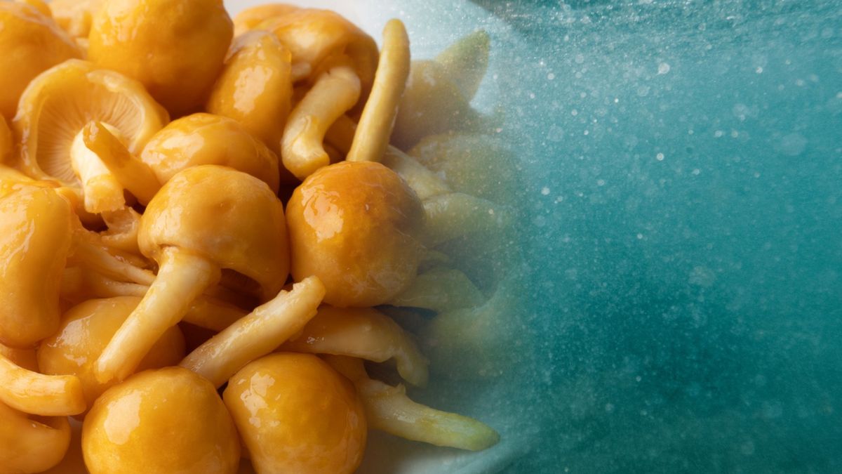 Śluz grzyba nameko skutecznie radzi sobie z mikroplastikiem