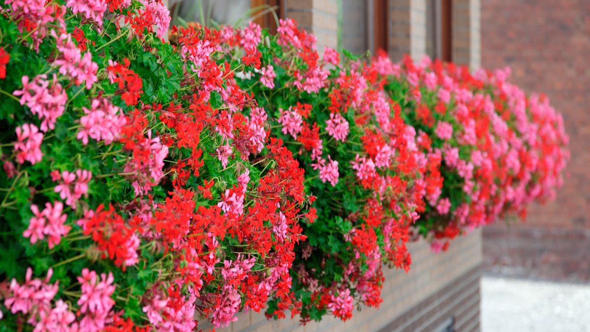 geranien, blumen, balkon, balkonpflanze, pflanze, blumentopf, fenstersims, fenster, haus, fassade, blüte, blumenpracht