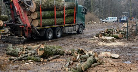 Poważny problem z drewnem. Ruszają kontrole w firmach