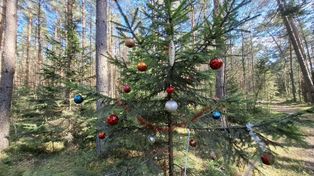 Górecko Kościelne: Tutaj święta Bożego Narodzenia trwają cały rok! Ktoś ozdobił dwie choinki w środku roztoczańskiego lasu