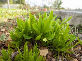 Na kleszcze działa jak szlaban. Posadź przy płocie
